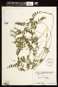Image of Vicia americana