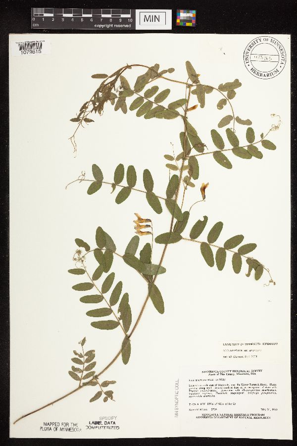 Vicia americana var. americana image
