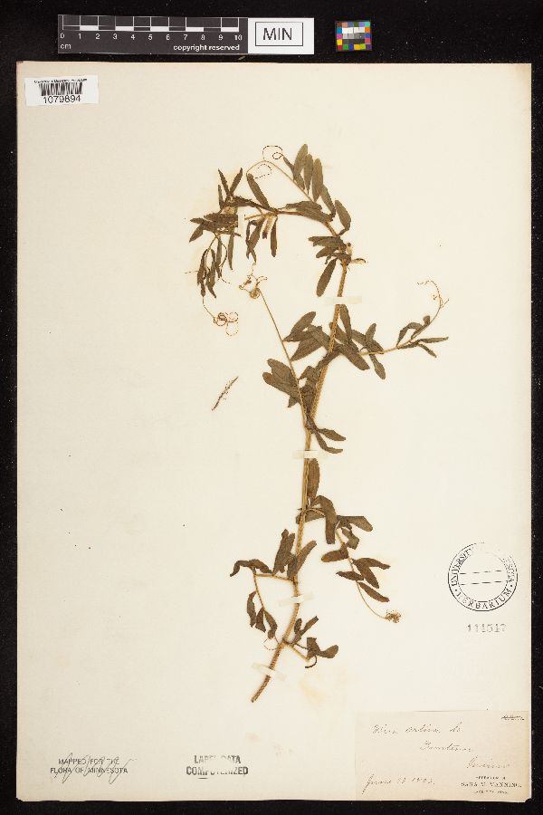 Vicia sativa var. angustifolia image