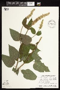 Image of Agastache scrophulariifolia