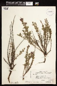 Image of Hyssopus officinalis