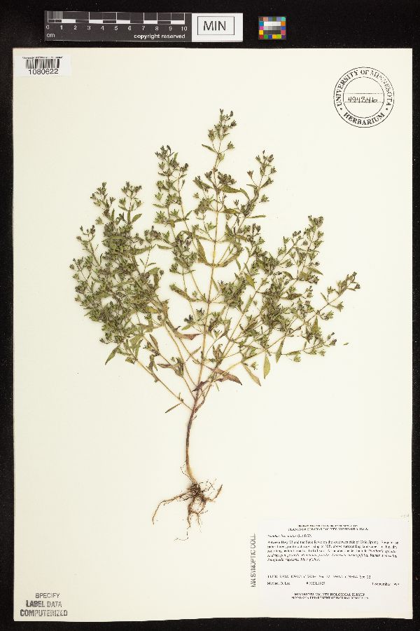 Trichostema brachiatum image