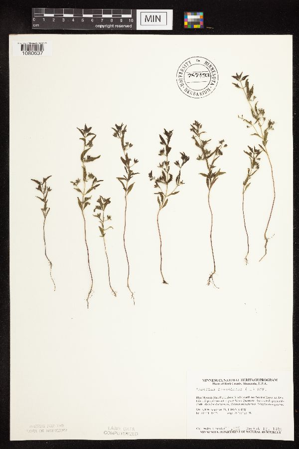 Trichostema brachiatum image