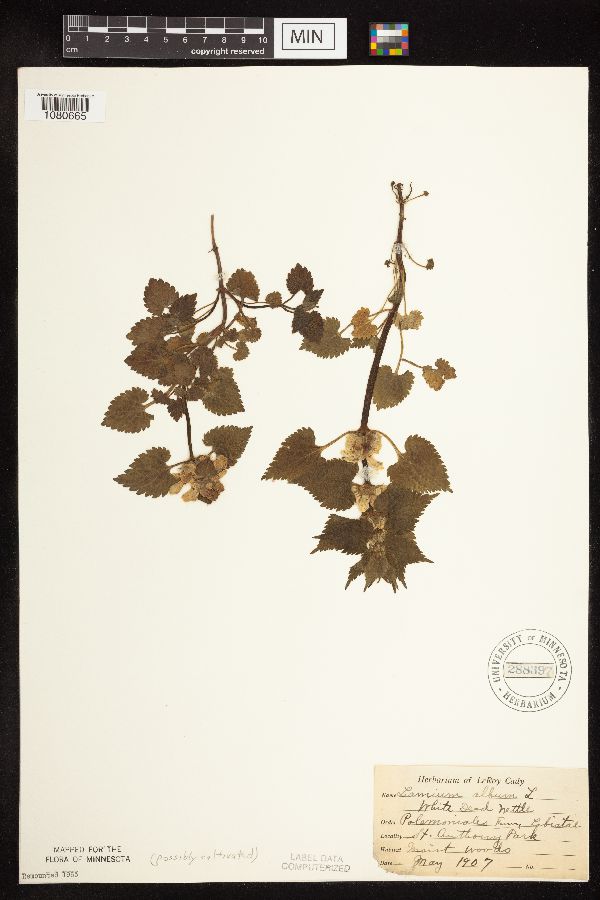 Lamium album image