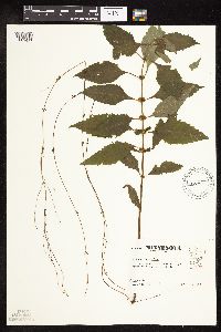 Lycopus virginicus image