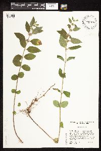 Mentha arvensis image