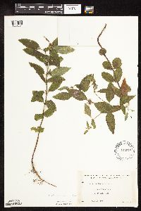 Mentha arvensis var. canadensis image