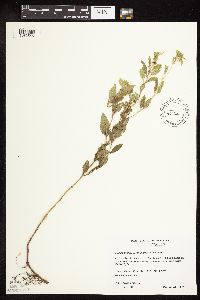 Mentha arvensis var. canadensis image