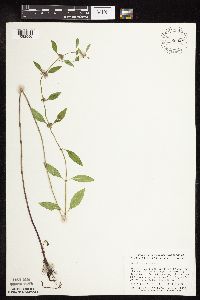 Mentha arvensis image