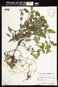 Mentha arvensis var. canadensis image