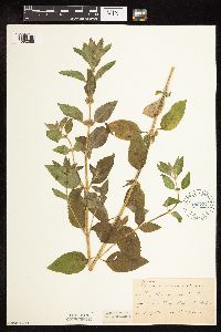 Mentha arvensis var. canadensis image