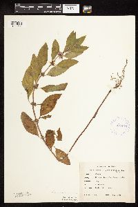 Mentha arvensis image