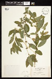 Mentha arvensis image