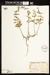 Mentha arvensis image