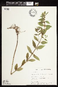 Mentha arvensis var. canadensis image