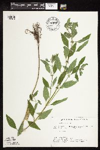 Mentha arvensis var. canadensis image