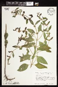 Mentha arvensis var. canadensis image