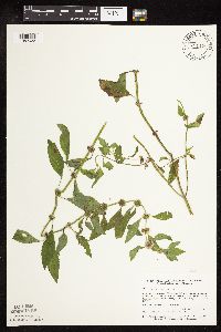 Mentha arvensis image