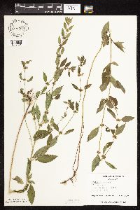 Mentha arvensis image