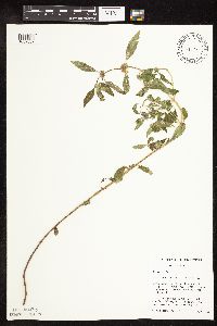 Mentha arvensis image