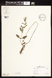 Mentha arvensis image