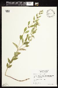 Mentha arvensis var. canadensis image