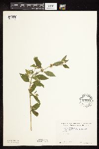 Mentha arvensis image