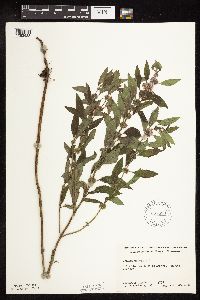 Mentha arvensis var. canadensis image