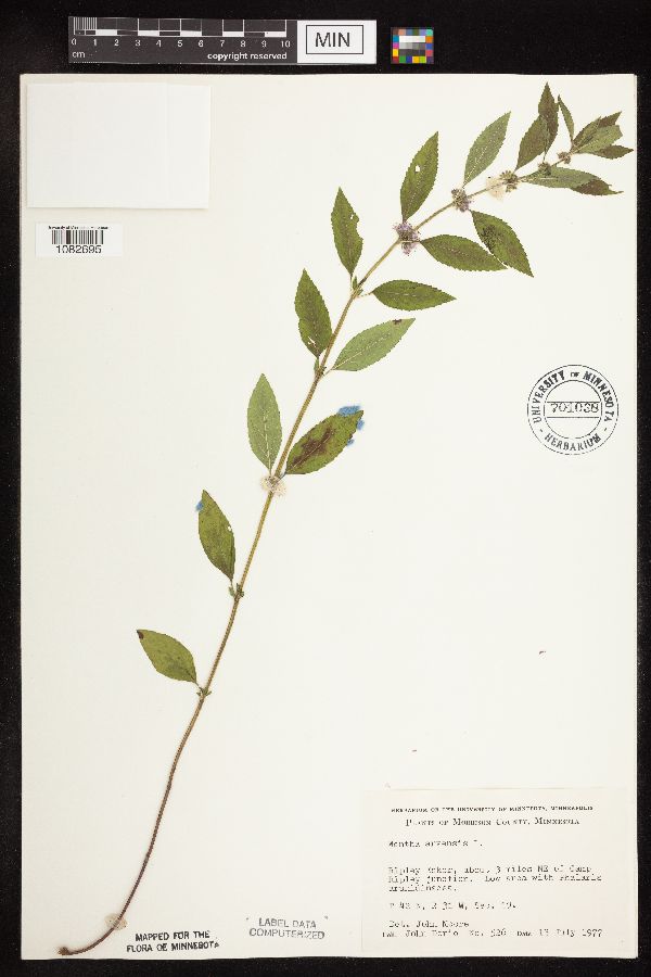 Mentha arvensis var. canadensis image