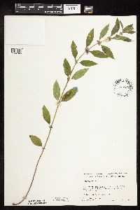 Mentha arvensis image