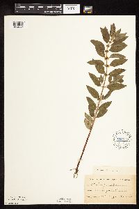 Mentha arvensis var. canadensis image