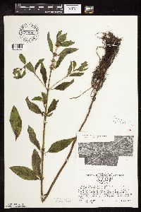 Mentha arvensis image