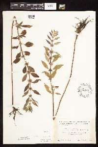 Mentha arvensis var. canadensis image