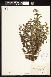 Mentha arvensis var. canadensis image