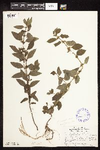 Mentha arvensis image