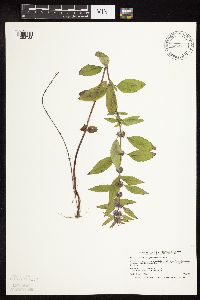 Mentha arvensis image