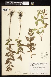 Mentha arvensis image