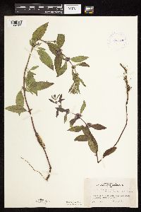 Mentha arvensis var. canadensis image