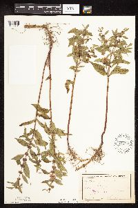 Mentha arvensis image