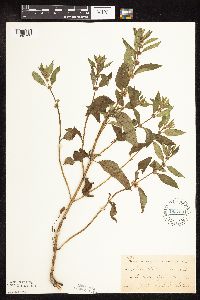 Mentha arvensis image