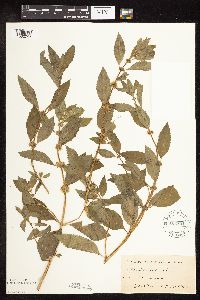 Mentha arvensis var. canadensis image