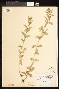 Mentha arvensis image