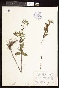 Mentha arvensis var. canadensis image