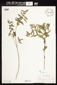 Mentha arvensis var. canadensis image