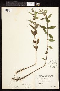 Mentha arvensis image