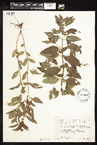 Mentha arvensis image