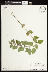 Mentha arvensis var. canadensis image