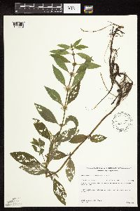 Mentha arvensis image