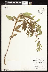 Mentha arvensis image