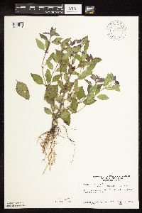 Mentha arvensis image